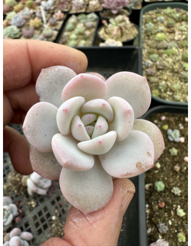 Echeveria Snow Angel