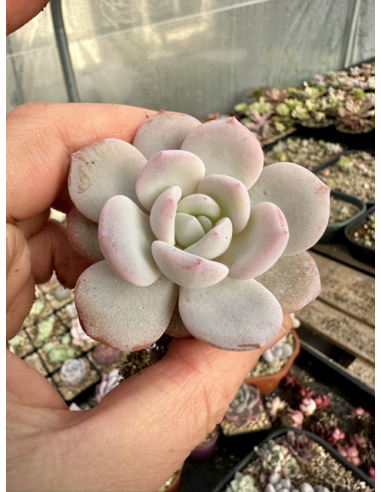 Echeveria Snow Angel