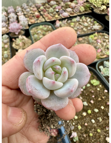 Echeveria Monroe