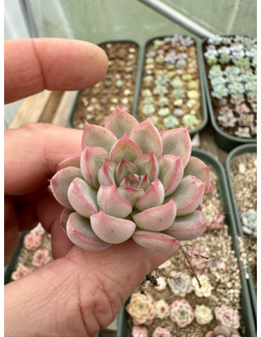 Echeveria Hybride SP