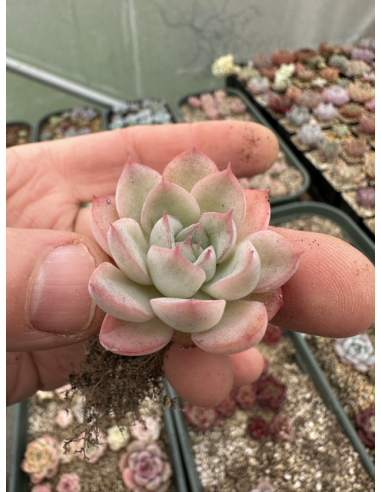 Echeveria Hybride SP