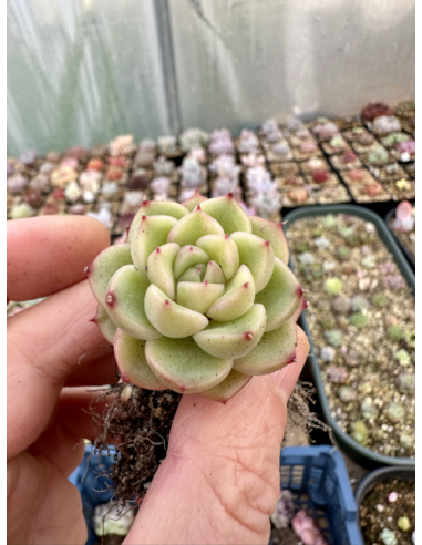 Echeveria Hybride SP