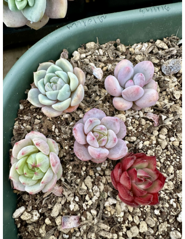 Echeveria Hybrides - Lot 1