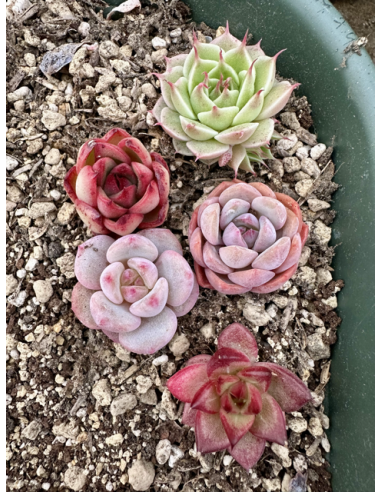 Echeveria Hybrides - Lot 2