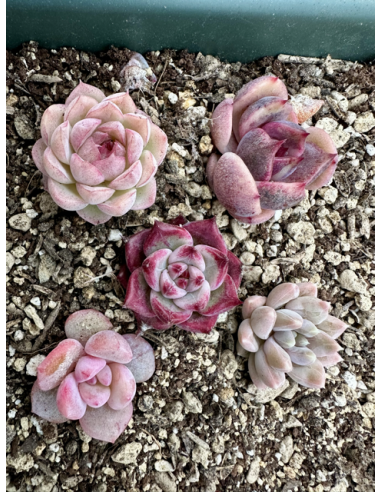 Echeveria Hybrides - Lot 3