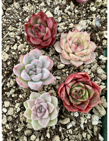 Echeveria Hybrides - Lot 4