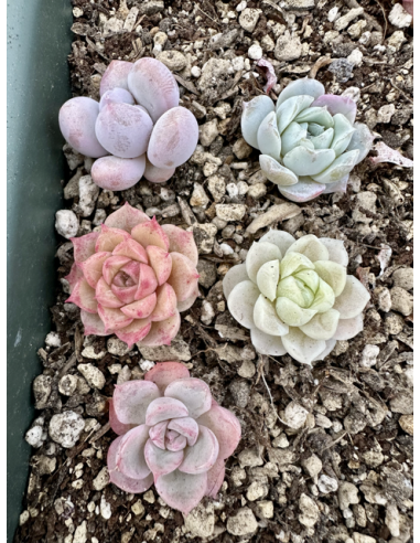 Echeveria Hybrides - Lot 5