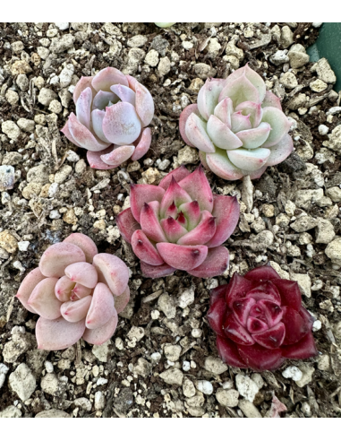 Echeveria Hybrides - Lot 6