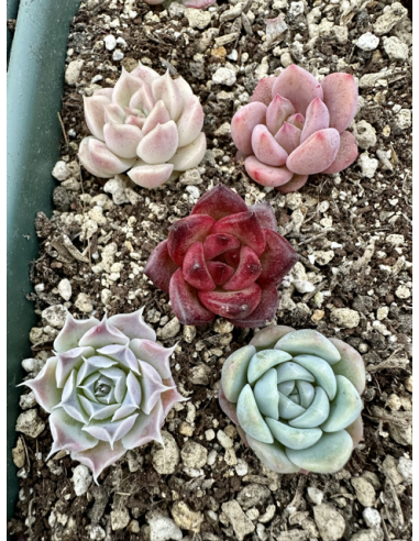 Echeveria Hybrides - Lot 7