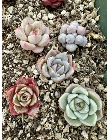 Echeveria Hybrides - Lot 8