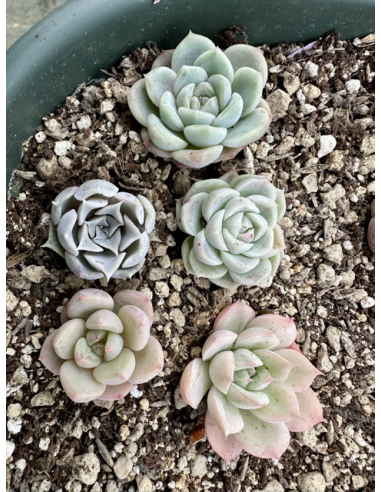 Echeveria Hybrides - Lot 9