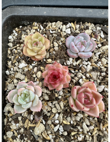 Echeveria Hybrides - Lot 10