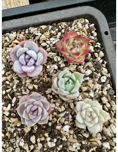 Echeveria Hybrides - Lot 11