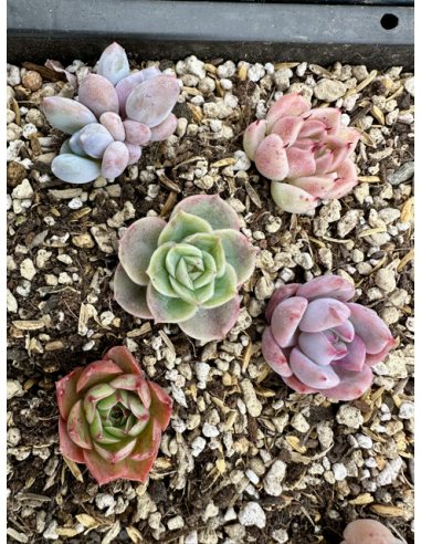 Echeveria Hybrides - Lot 12