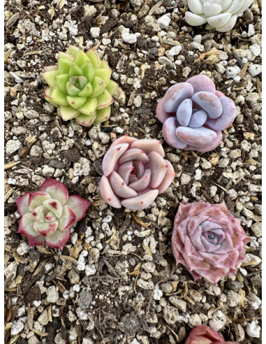 Echeveria Hybrides - Lot 13