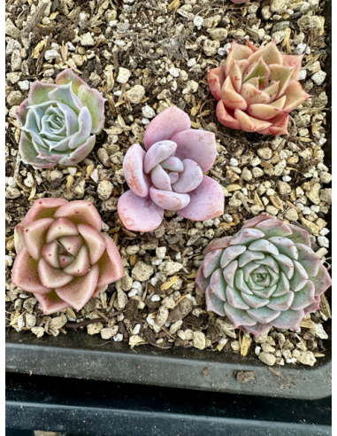 Echeveria Hybrides - Lot 14