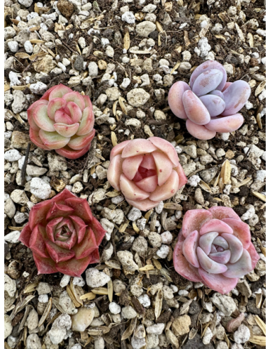 Echeveria Hybrides - Lot 15