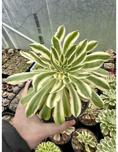 aeonium Starry Sky