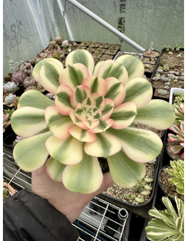 aeonium Princess