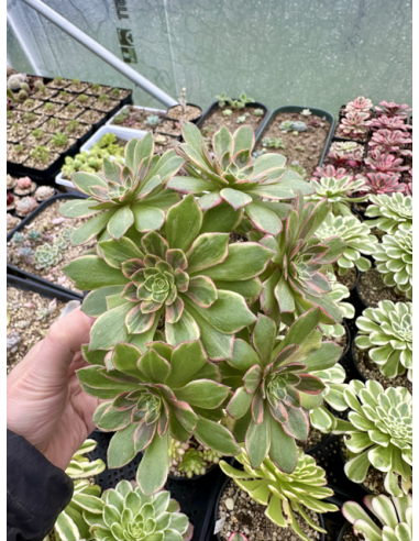 aeonium bonsaï 6 têtes Halloween Yellow