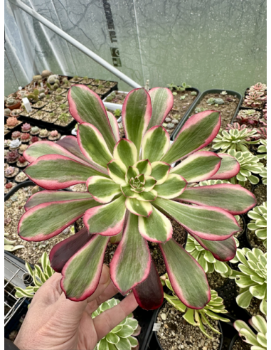 aeonium Lina