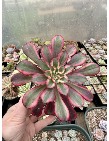 aeonium Lina