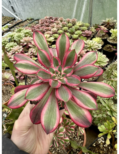 aeonium Lina