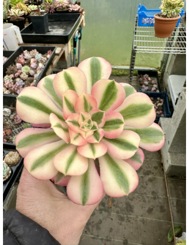 aeonium Pink Witch