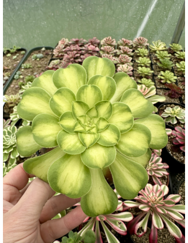 aeonium Pink Witch Middle