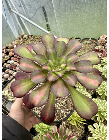 aeonium Chanel Middle