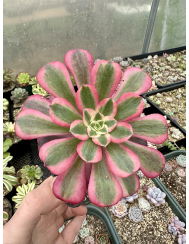 aeonium Medusa