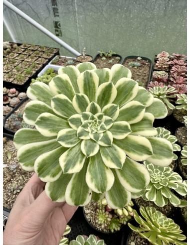 aeonium Green Waves