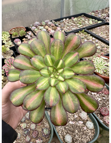 aeonium Chanel Middle