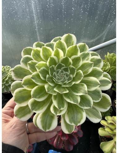 Aeonium Green Waves