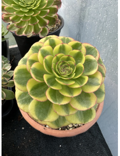 Aeonium Lin Lang