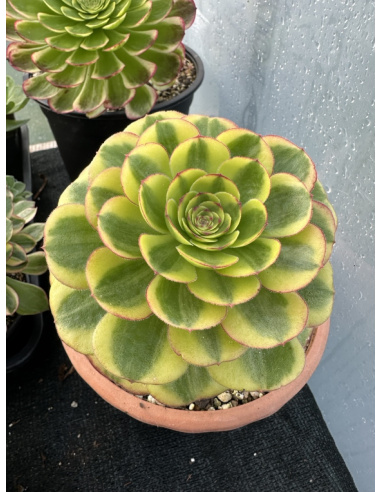 Aeonium Lin Lang