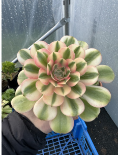 Aeonium Princess avec rejets