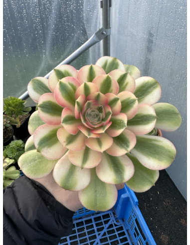 Aeonium Princess avec rejets