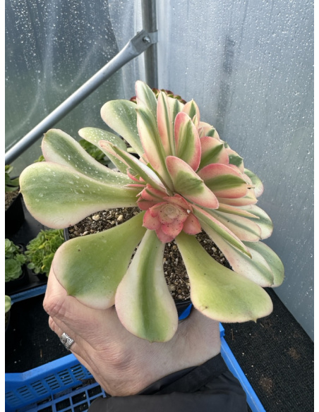 Aeonium Princess avec rejets