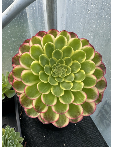 Aeonium Fiesta 25cm