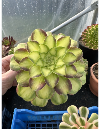 Aeonium Pink witch yellow middle avec rejets