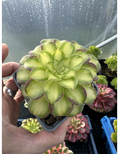 Aeonium Pink witch yellow middle avec rejet