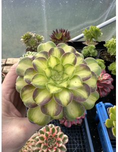 Aeonium Pink witch yellow middle