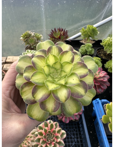 Aeonium Pink witch yellow middle