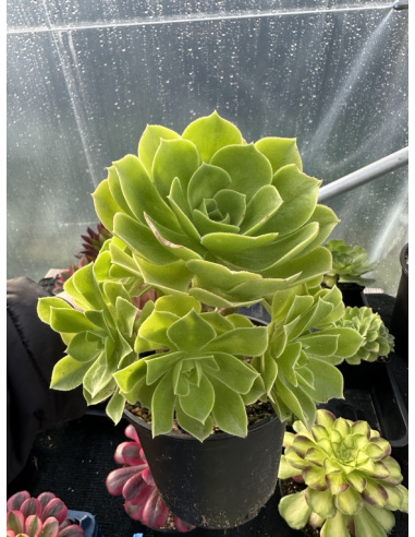 Aeonium Ile de Batz ramifié