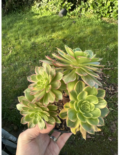 Aeonium Halloween yellow bonsaï 4 têtes
