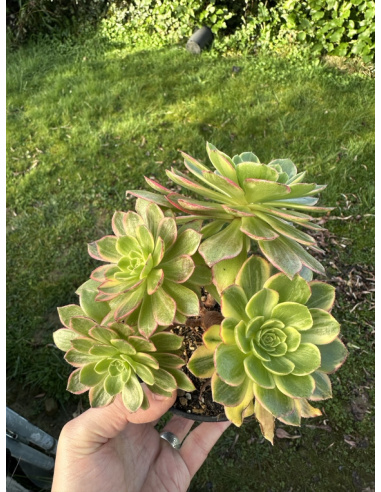 Aeonium Halloween yellow bonsaï 4 têtes