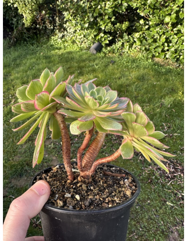 Aeonium Halloween yellow bonsaï 4 têtes