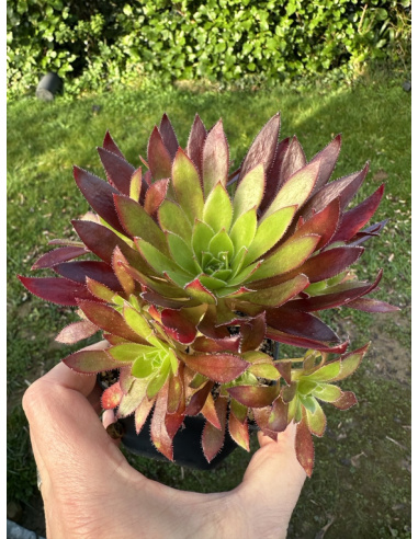 Aeonium Carmen ramifié