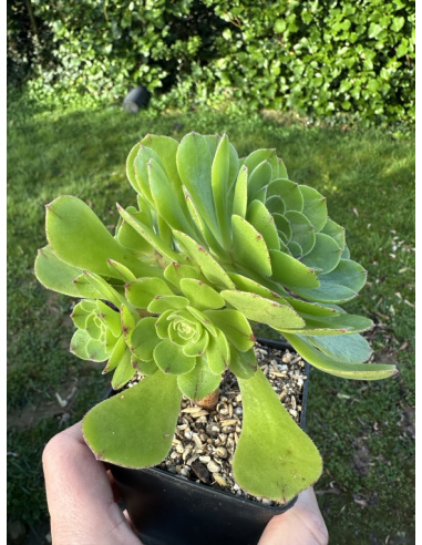 Aeonium Green mage ramifié